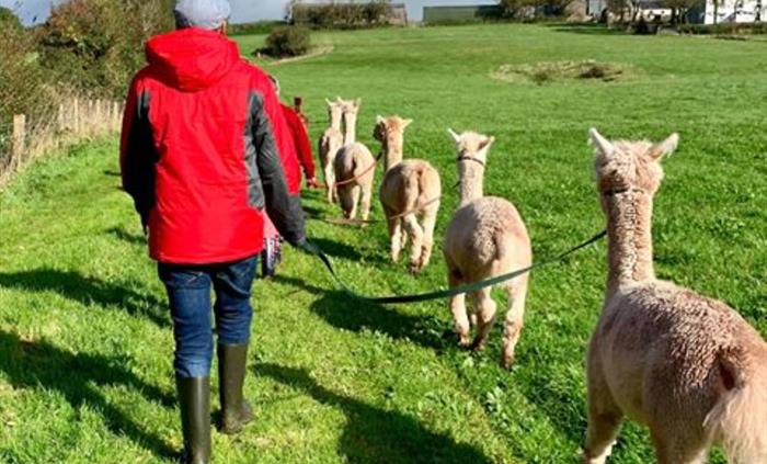 Pembrokeshire Alpaca Trekking